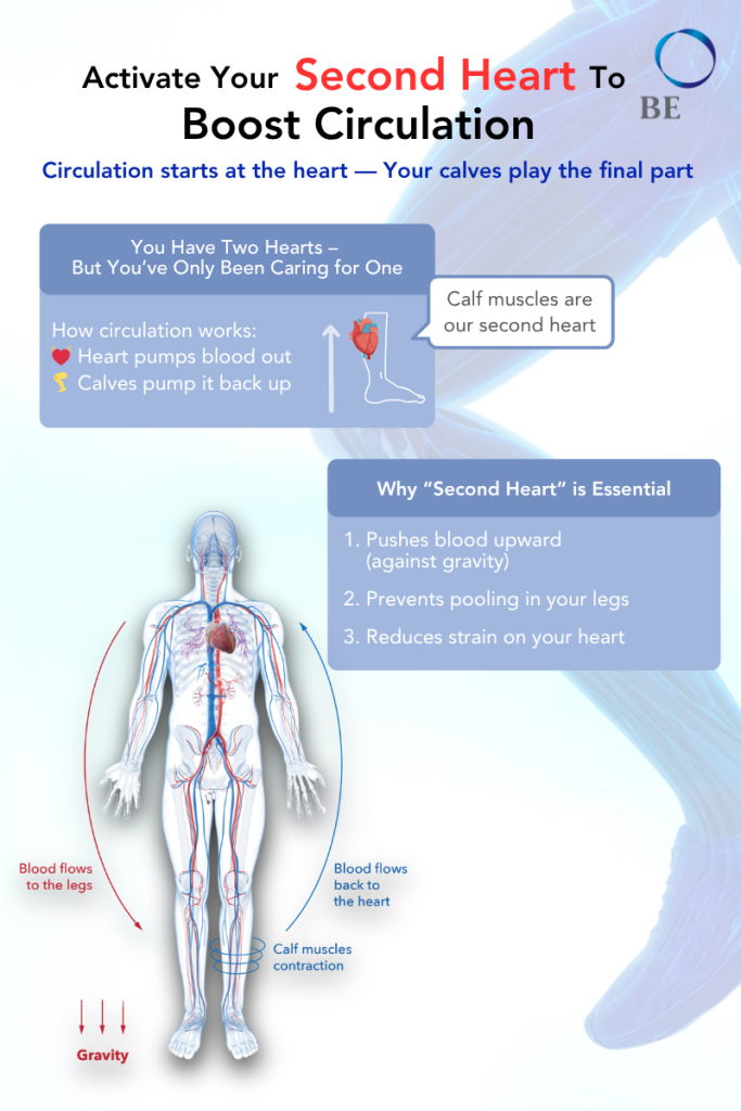 Tired Legs and Cold Feet? Why Your ‘Second Heart’ Might Be the Key to Better Circulation. 