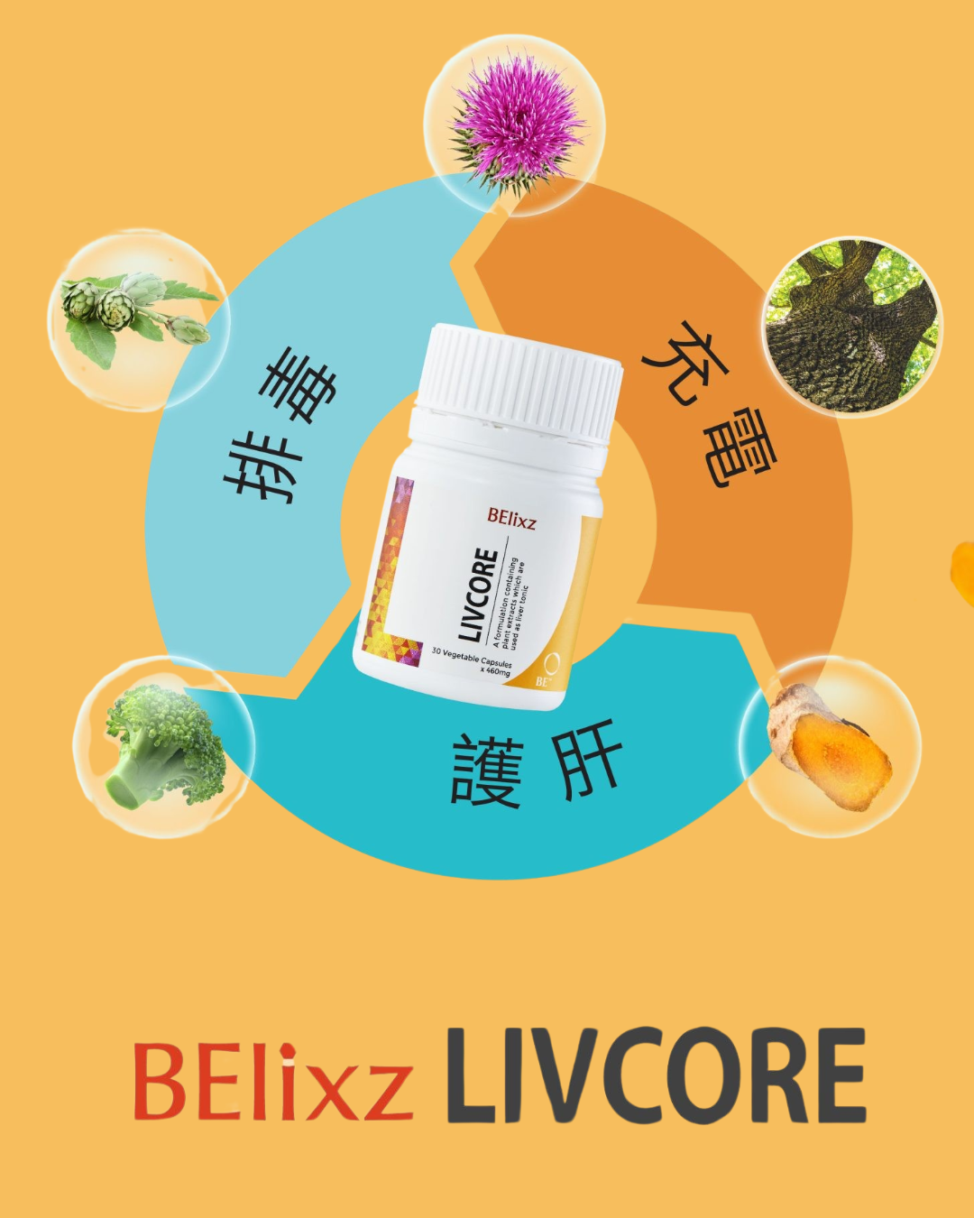 你的肝臟，你的健康 | 成為你肝臟的最佳夥伴！瞭解它的功效與服用方法