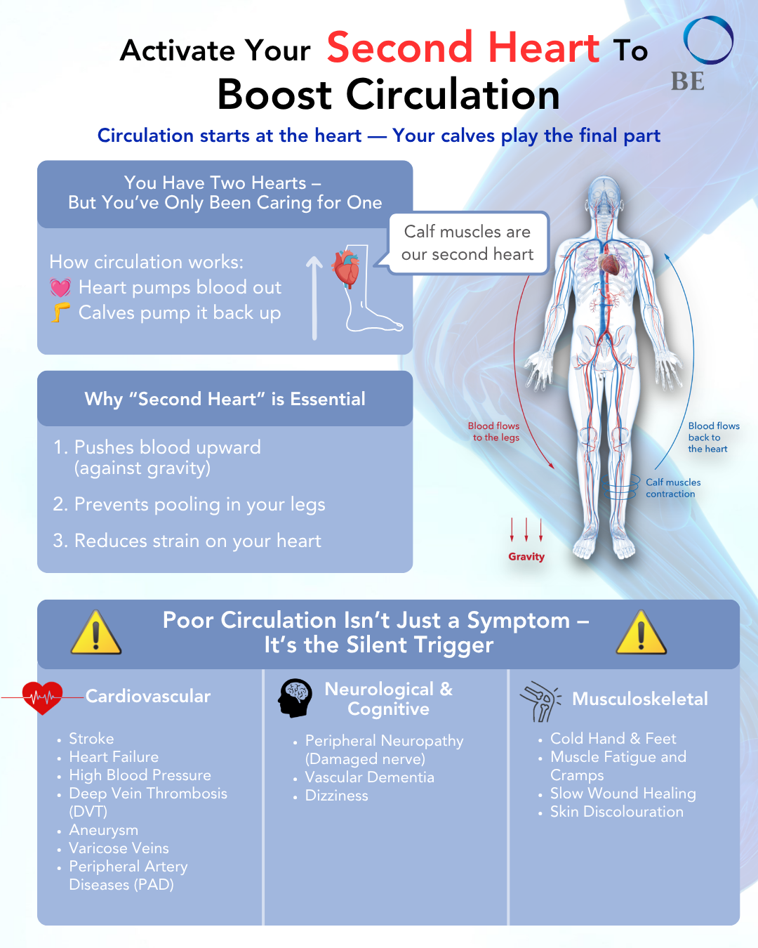 Tired Legs and Cold Feet? Why Your ‘Second Heart’ Might Be the Key to Better Circulation.