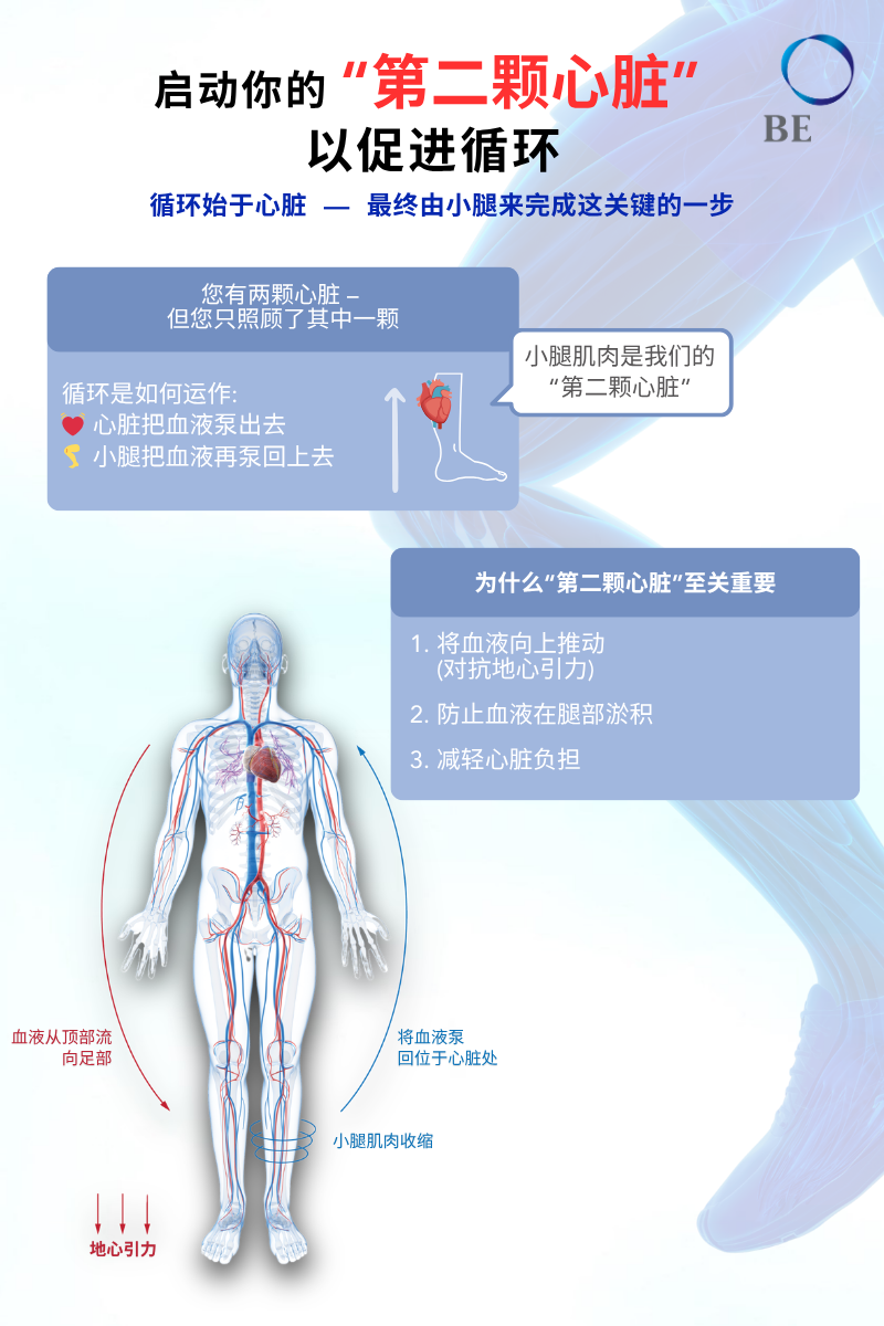 双腿疲劳、手脚冰冷？您的“第二颗心脏”，或许正是改善血液循环的关键。